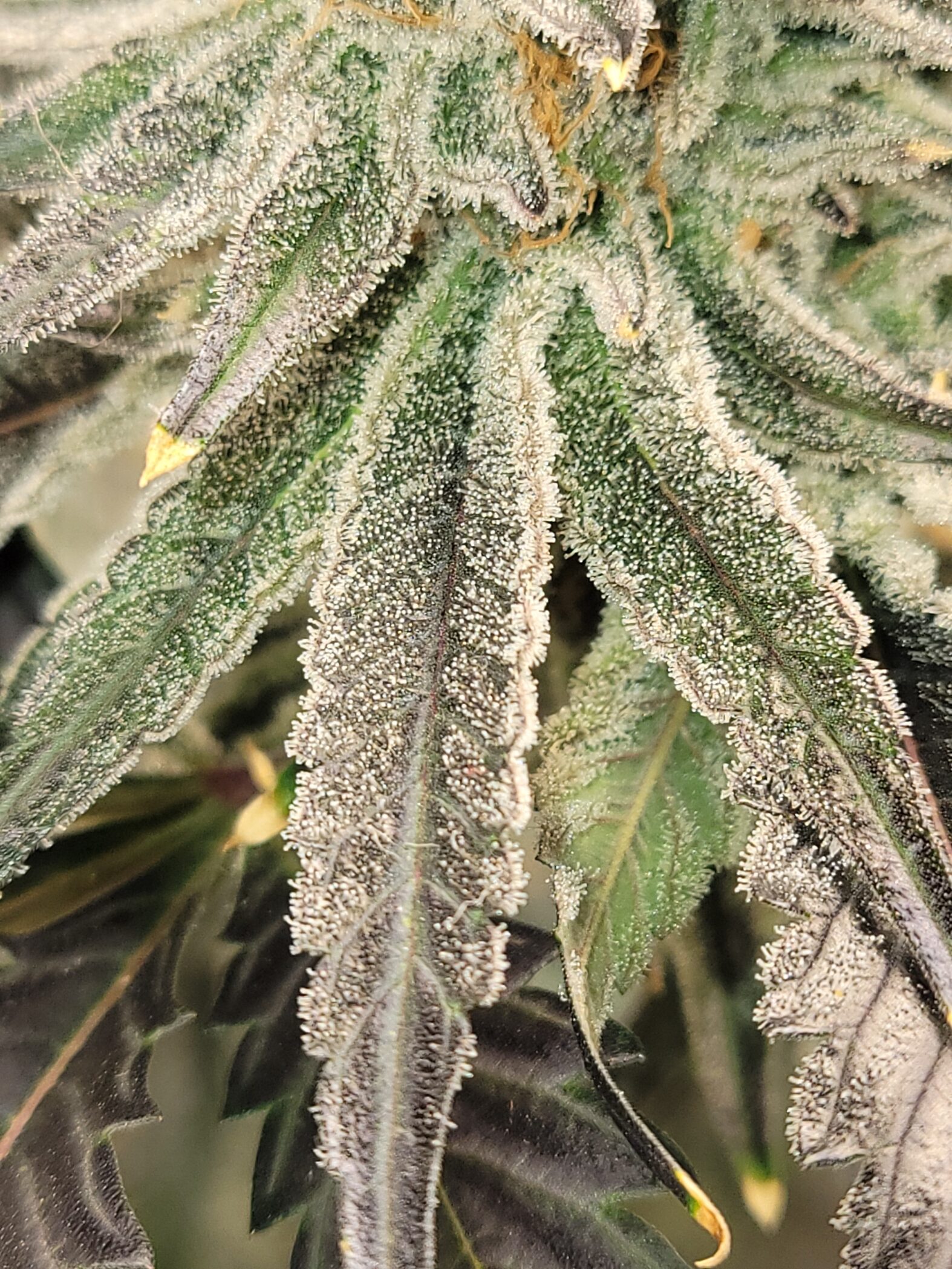 Cannabis trichomes — where borneol is synthesized and stored