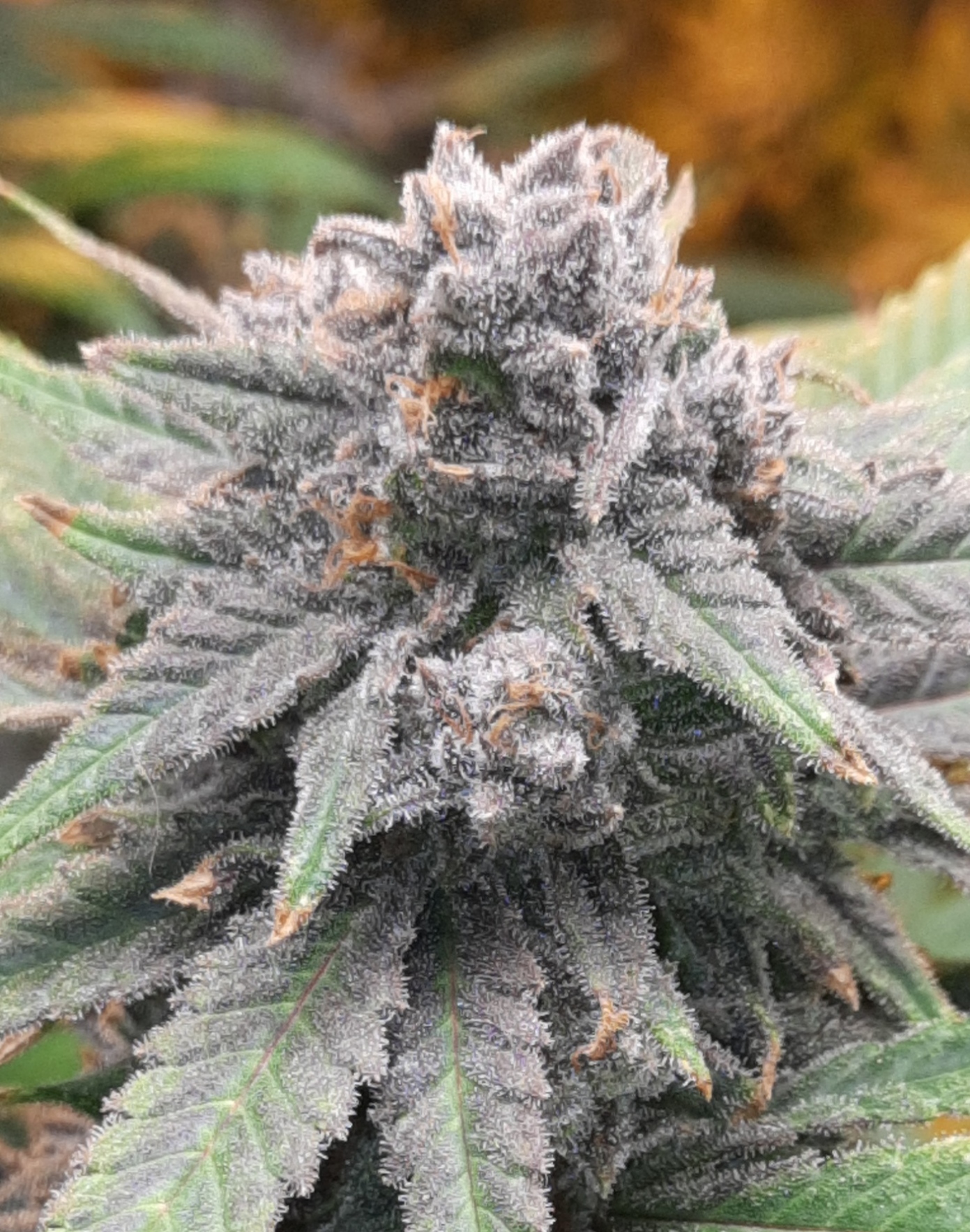 Vermont cannabis cultivation — HgvtPro