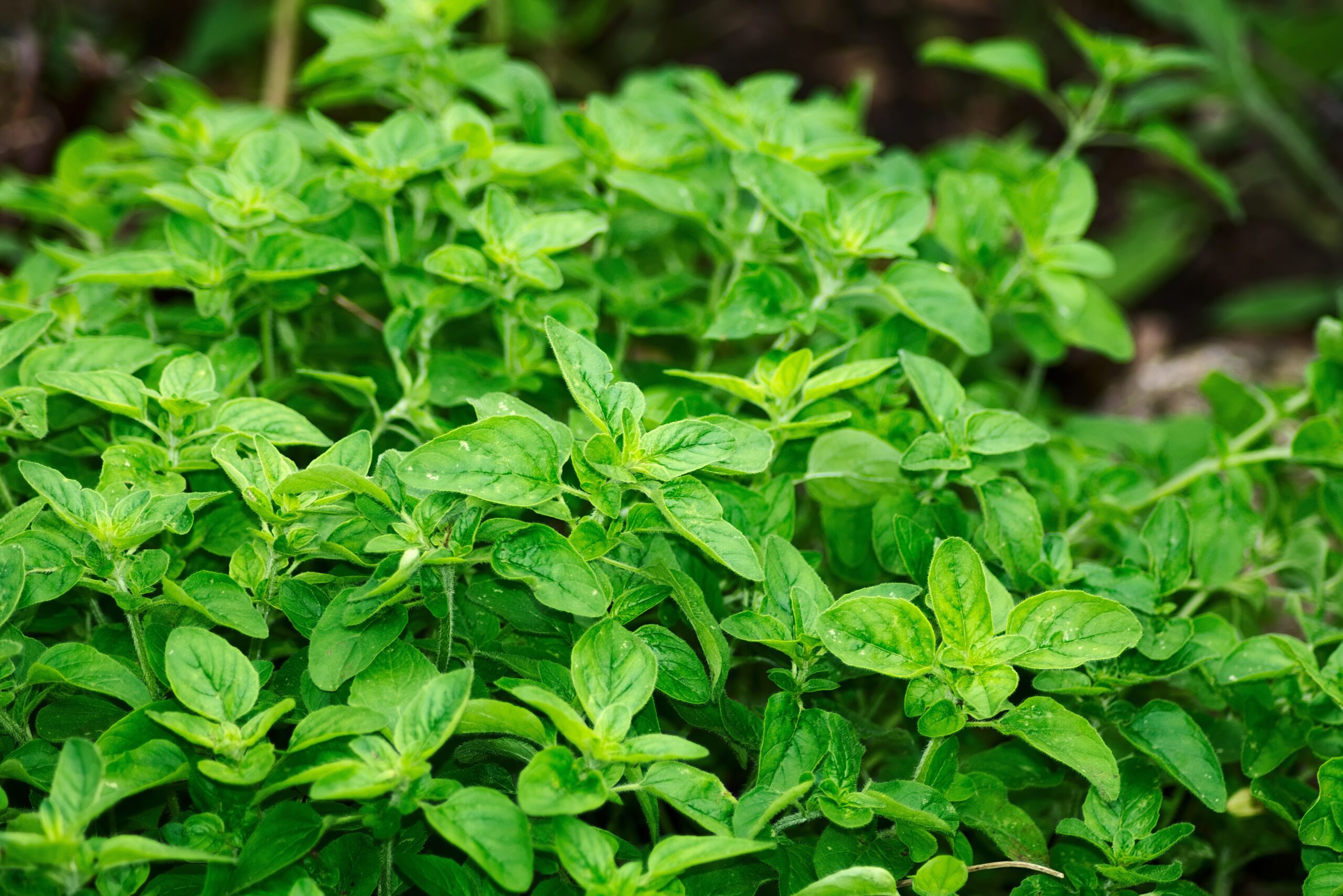 Oregano โ contains beta-caryophyllene alongside cannabis