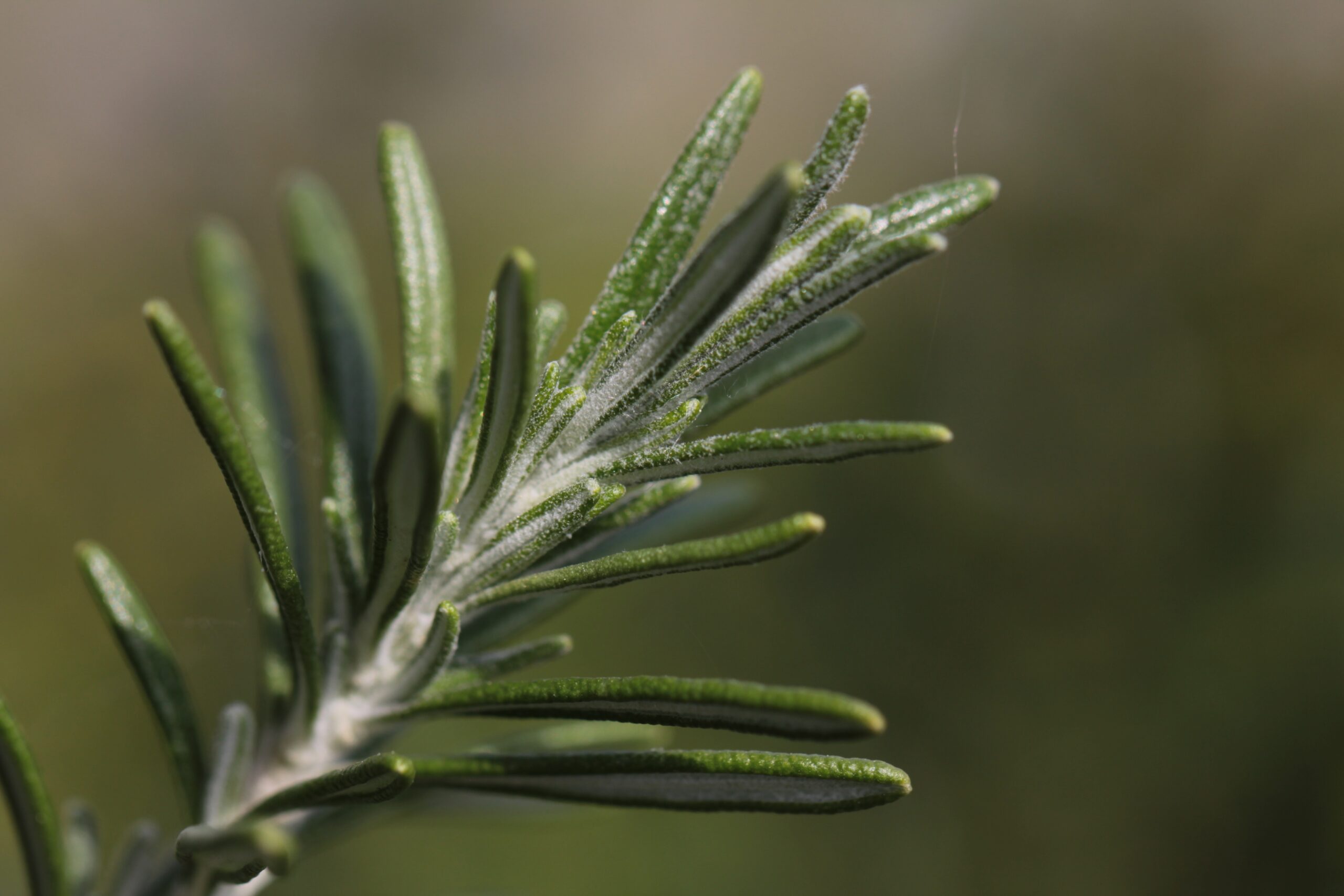 Rosemary โ natural source of beta-caryophyllene