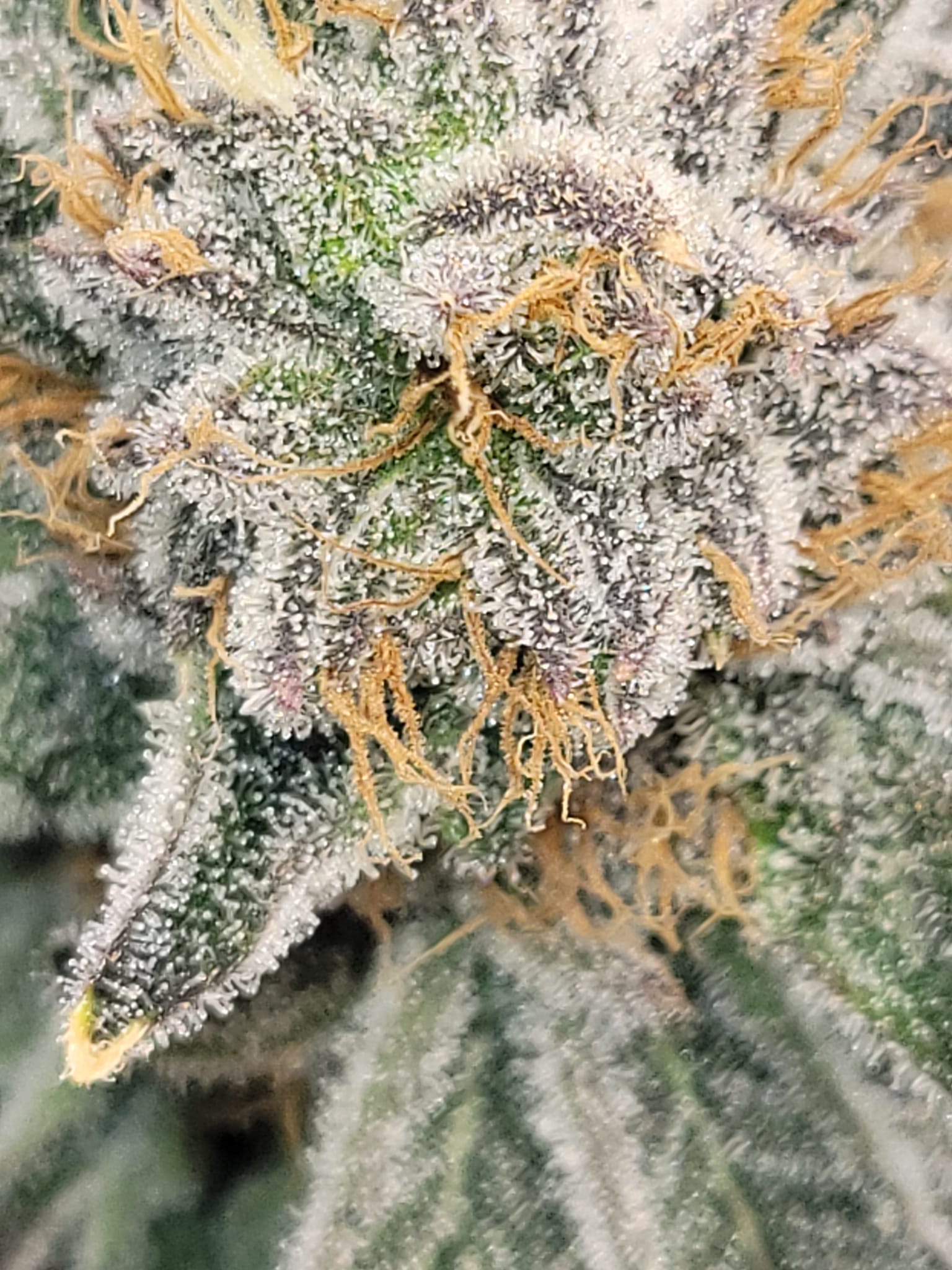 Cannabis trichomes — where geraniol is produced