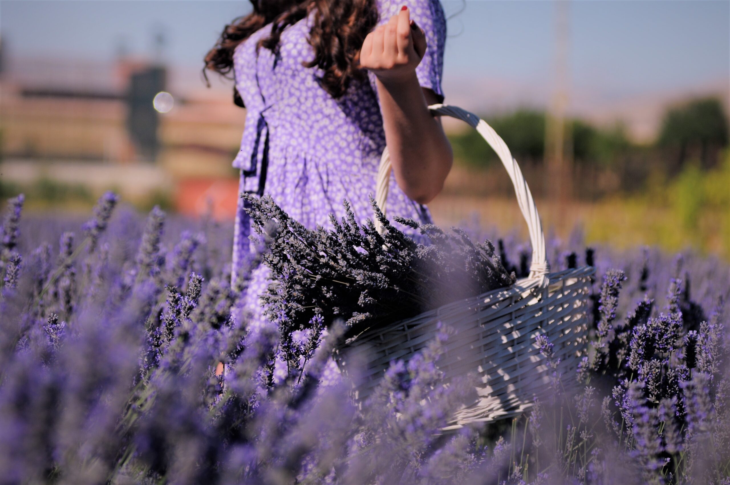 Lavender field — Linalool terpene source