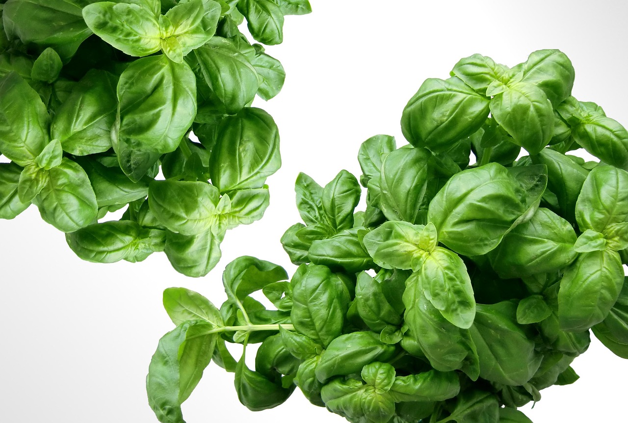 Fresh basil — contains humulene terpene