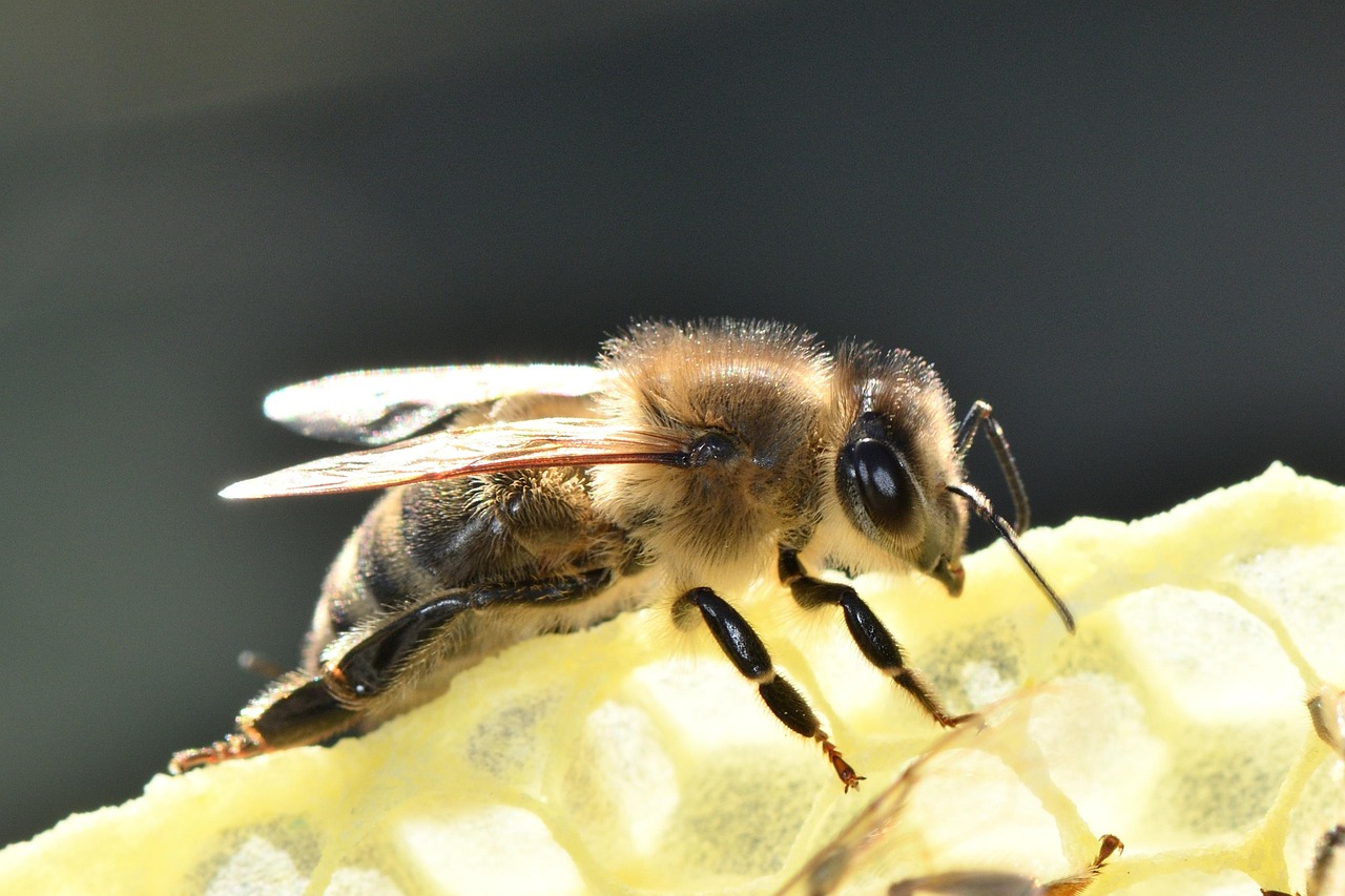 Bee honeycomb — bees produce geraniol naturally