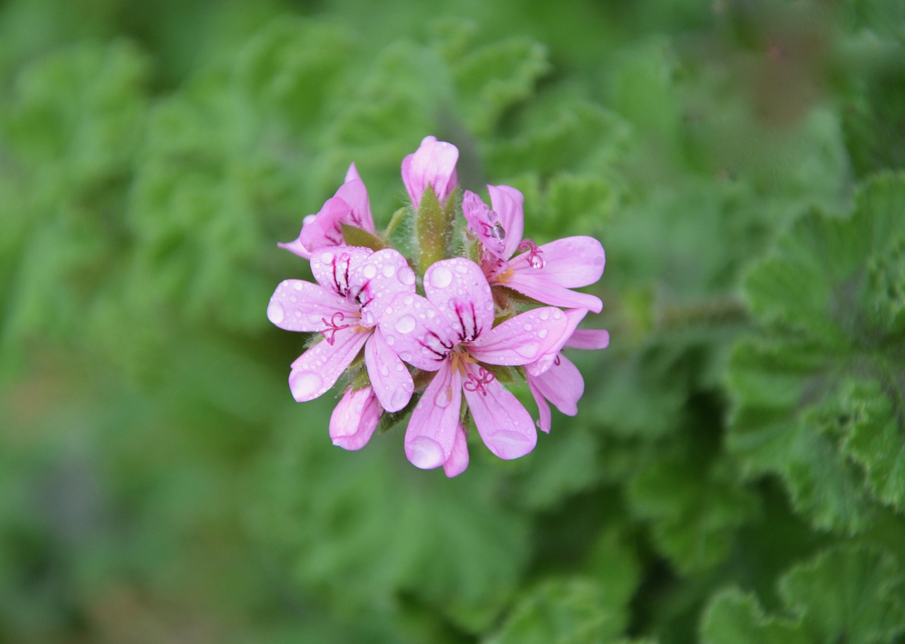 Geranium flowers — geraniol source plant