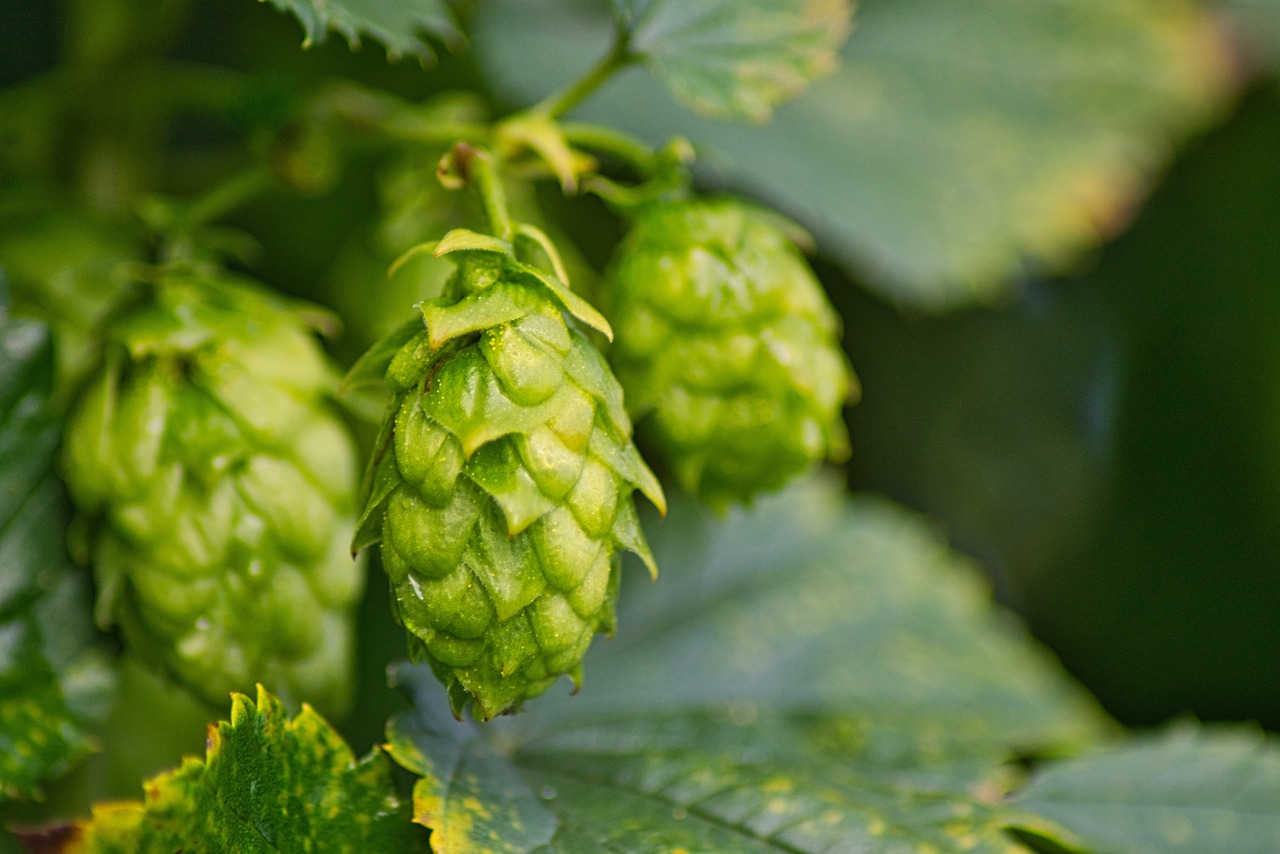 Hops plant — primary source of humulene terpene