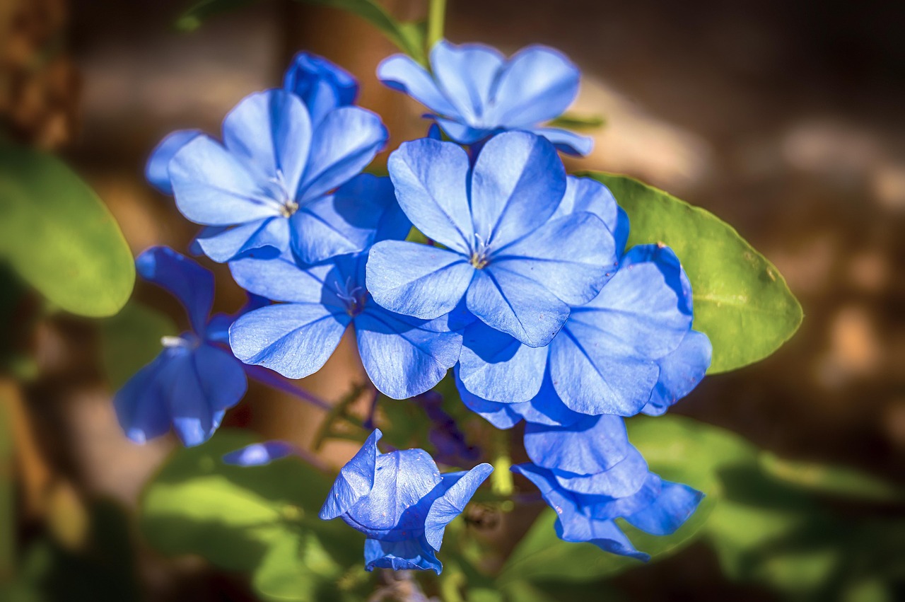 Jasmine flower — primary source of nerolidol terpene