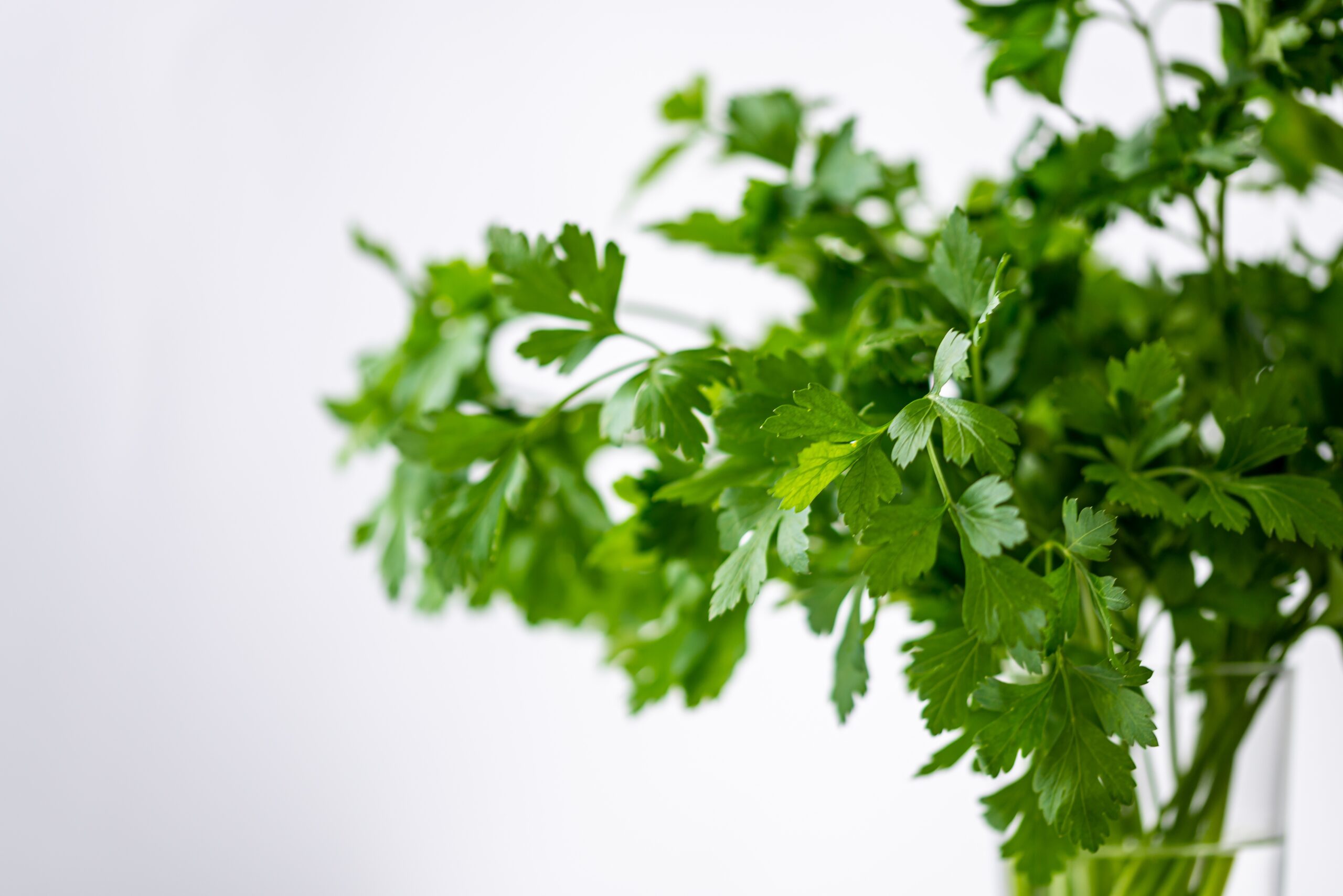 Herbs containing linalool terpene