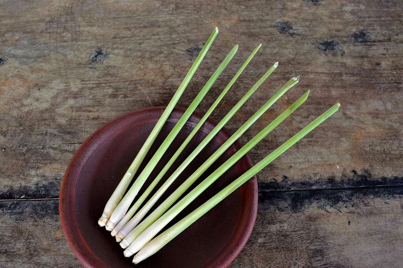 Lemongrass field — terpene-rich cultivation