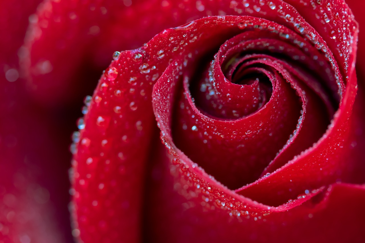 Rose flower macro — primary source of geraniol terpene