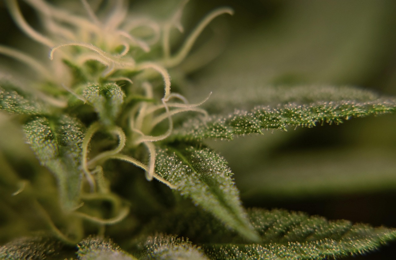 Cannabis trichomes — where nerolidol is produced