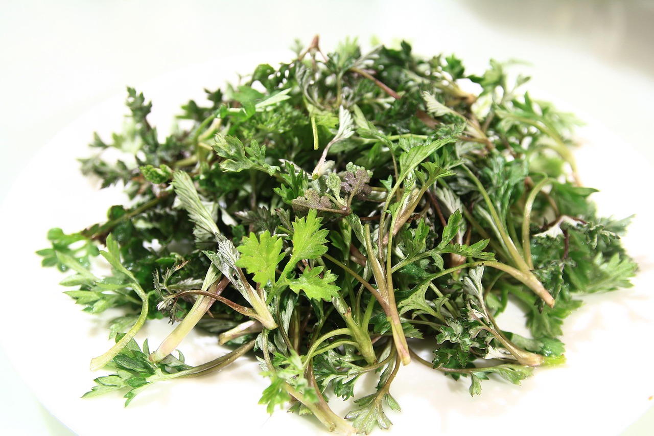 Mugwort — the traditional TCM moxa plant, rich in borneol
